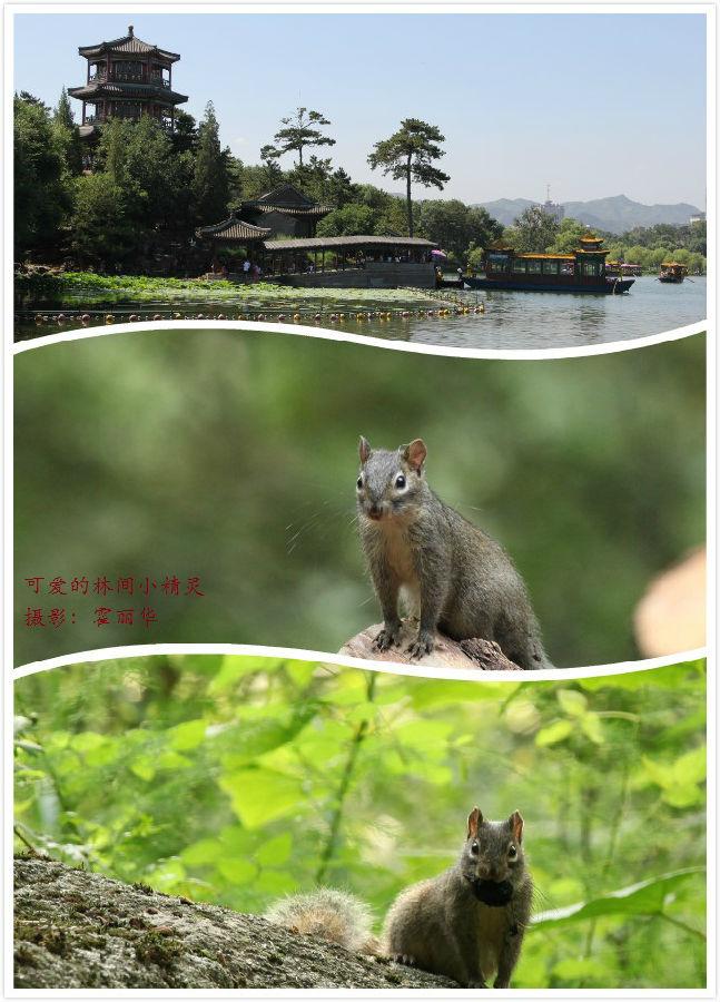 可爱的松鼠-霍丽华.jpg