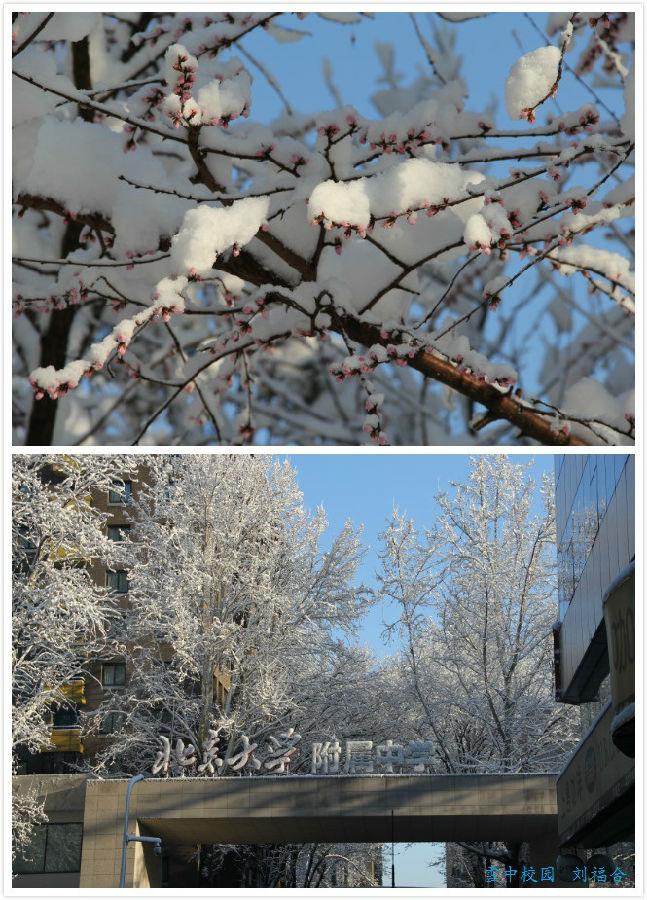 雪中校园-刘福合.jpg