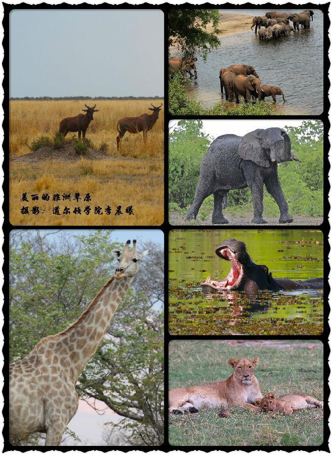 非洲草原的动物--李晨曦.jpg
