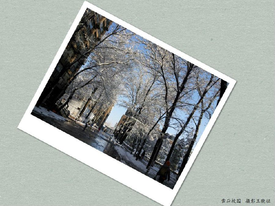 雪后校园-王晓征.jpg